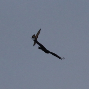 Falco peregrinus at Jerrabomberra, ACT - 25 Feb 2023 07:33 PM