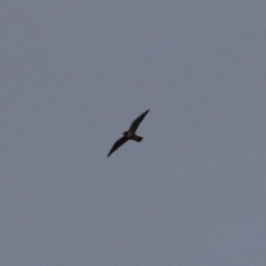 Falco peregrinus at Jerrabomberra, ACT - 25 Feb 2023