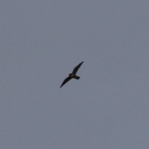 Falco peregrinus at Jerrabomberra, ACT - 25 Feb 2023