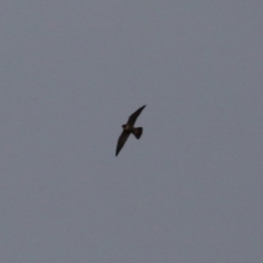 Falco peregrinus at Jerrabomberra, ACT - 25 Feb 2023