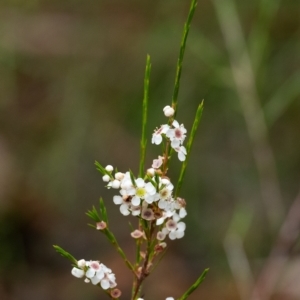 Baeckea linifolia at Wingello, NSW - suppressed