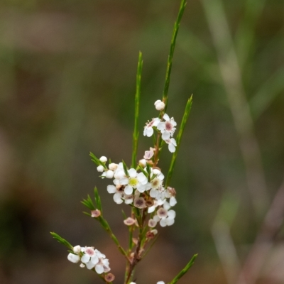 Baeckea linifolia (Swamp Baeckea) at Wingello, NSW - 23 Feb 2023 by Aussiegall