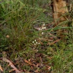 Baeckea linifolia at Wingello, NSW - suppressed