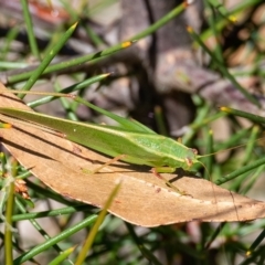 Caedicia simplex (Common Garden Katydid) at Penrose, NSW - 25 Feb 2023 by Aussiegall