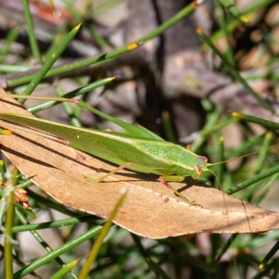 Caedicia simplex (Common Garden Katydid) at Penrose - 25 Feb 2023 by Aussiegall