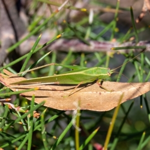 Caedicia simplex at Penrose, NSW - 25 Feb 2023