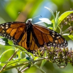 Danaus plexippus (Monarch) at Penrose - 25 Feb 2023 by Aussiegall