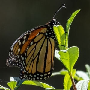 Danaus plexippus at Penrose, NSW - 25 Feb 2023