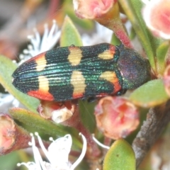 Castiarina sexplagiata (Jewel beetle) at Tinderry, NSW - 23 Feb 2023 by Harrisi
