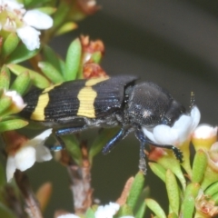 Castiarina bifasciata (Jewel beetle) at Tinderry, NSW - 23 Feb 2023 by Harrisi