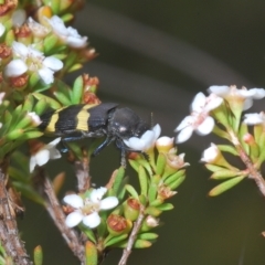 Castiarina bifasciata at Tinderry, NSW - 23 Feb 2023 03:51 PM