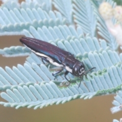 Agrilus hypoleucus (Hypoleucus jewel beetle) at Weetangera, ACT - 22 Feb 2023 by Harrisi