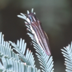 Agrilus hypoleucus at Weetangera, ACT - 22 Feb 2023 03:10 PM