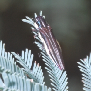 Agrilus hypoleucus at Weetangera, ACT - 22 Feb 2023 03:10 PM