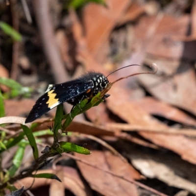 Eutrichopidia latinus (Yellow-banded Day-moth) at Wingecarribee Local Government Area - 25 Feb 2023 by Aussiegall