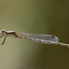 Austrolestes leda (Wandering Ringtail) at Wingecarribee Local Government Area - 25 Feb 2023 by Aussiegall