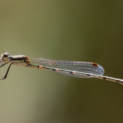 Austrolestes leda (Wandering Ringtail) at Penrose - 25 Feb 2023 by Aussiegall
