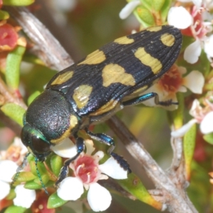 Castiarina octospilota at Tinderry, NSW - 23 Feb 2023