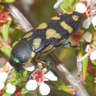 Castiarina octospilota (A Jewel Beetle) at Tinderry, NSW - 23 Feb 2023 by Harrisi