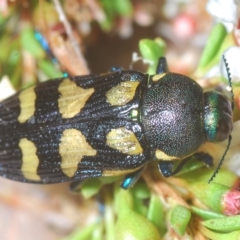 Castiarina octospilota at Tinderry, NSW - 23 Feb 2023