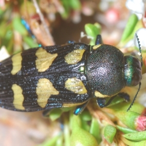 Castiarina octospilota at Tinderry, NSW - 23 Feb 2023