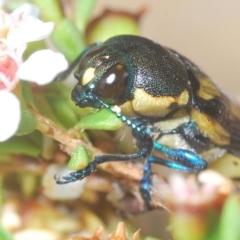 Castiarina octospilota at Tinderry, NSW - 23 Feb 2023