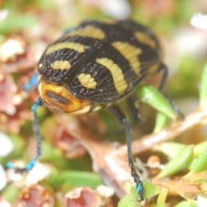 Castiarina octospilota at Tinderry, NSW - 23 Feb 2023