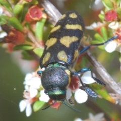 Castiarina octospilota at Tinderry, NSW - 23 Feb 2023