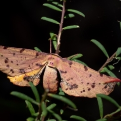 Parepisparis lutosaria (Bright Twisted Moth) at Penrose - 25 Feb 2023 by Aussiegall