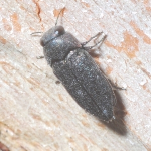 Pseudanilara sp. (genus) at Cavan, NSW - 21 Feb 2023