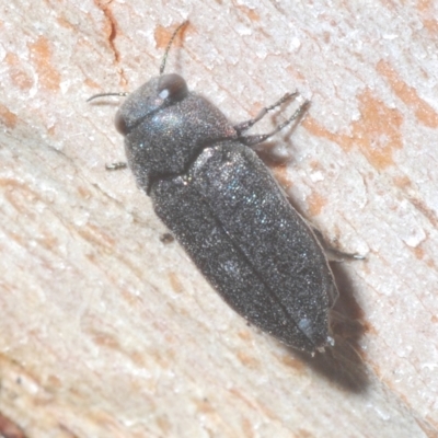 Pseudanilara sp. (genus) (False Anilara jewel beetle) at Cavan, NSW - 21 Feb 2023 by Harrisi