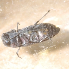 Pseudanilara sp. (genus) at Cavan, NSW - 21 Feb 2023 07:47 PM