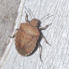 Dictyotus conspicuus (A shield or stink bug) at Tinderry, NSW - 16 Feb 2023 by Harrisi