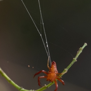 Arkys lancearius at Penrose, NSW - 25 Feb 2023