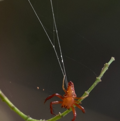 Arkys lancearius (Triangular Spider) at Penrose, NSW - 25 Feb 2023 by Aussiegall