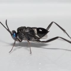 Acanthinevania sp. (genus) (TBC) at Wellington Point, QLD - 21 Feb 2023 by TimL
