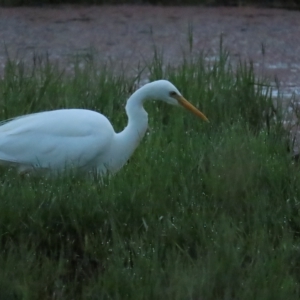 Ardea plumifera at Fyshwick, ACT - 26 Feb 2023 07:00 AM