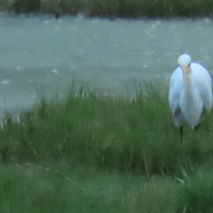 Ardea plumifera at Fyshwick, ACT - 26 Feb 2023 07:00 AM