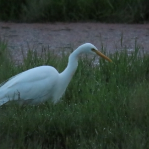 Ardea plumifera at Fyshwick, ACT - 26 Feb 2023 07:00 AM