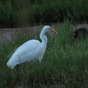 Ardea plumifera at Fyshwick, ACT - 26 Feb 2023 07:00 AM