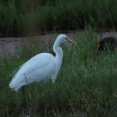 Ardea plumifera at Fyshwick, ACT - 26 Feb 2023