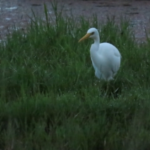 Ardea plumifera at Fyshwick, ACT - 26 Feb 2023 07:00 AM