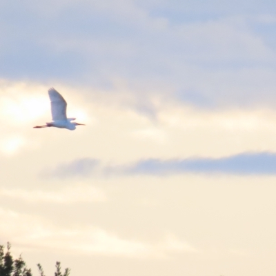 Ardea plumifera (Plumed Egret) at Fyshwick, ACT - 25 Feb 2023 by TomW