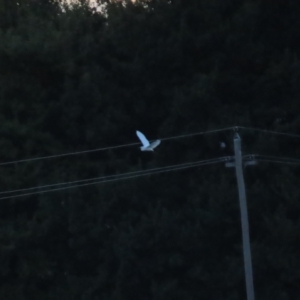 Ardea plumifera at Fyshwick, ACT - 26 Feb 2023 07:38 AM