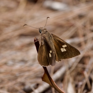 Mesodina halyzia at St Ives, NSW - 19 Feb 2023