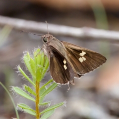 Mesodina halyzia at St Ives, NSW - 19 Feb 2023