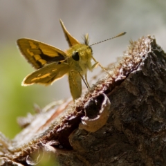 Ocybadistes walkeri (Green Grass-dart) at St Ives, NSW - 19 Feb 2023 by KorinneM