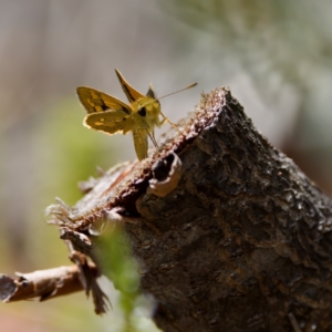 Ocybadistes walkeri at St Ives, NSW - 19 Feb 2023