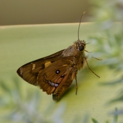 Trapezites symmomus (Splendid Ochre) at St Ives, NSW - 19 Feb 2023 by KorinneM