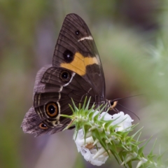 Tisiphone abeona (Varied Sword-grass Brown) at St Ives, NSW - 19 Feb 2023 by KorinneM